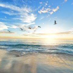 freedom