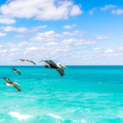 Pelicans Flying over Ocean at Daytime